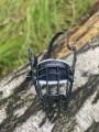 IMG_2209.jpeg