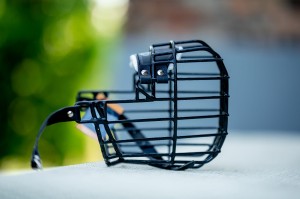 Kaganiec fizjologiczny Chopo Owczarek niemiecki sport