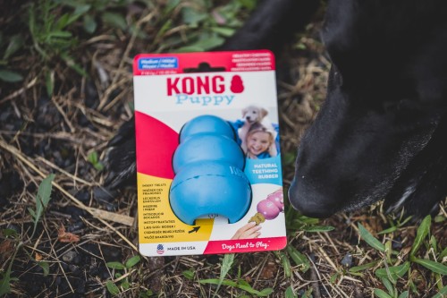 kong puppy niebieski M.jpeg