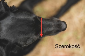profil kaganiec 2.jpeg