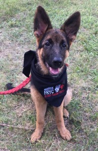 Chusta trójkątna dla psa z Logo K9