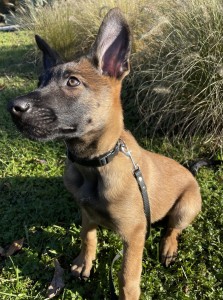 Obroża regulowana, zatrzask