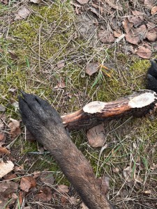 Poroże - gryzak naturalny Hard Giant