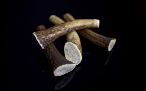 Poroże - gryzak naturalny Hard S