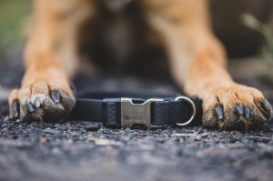 Obroża regulowana, zatrzask plastik-metal, plaster miodu rozmiar S