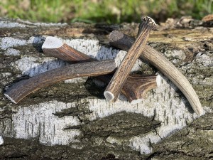 Poroże - gryzak naturalny Hard XXL