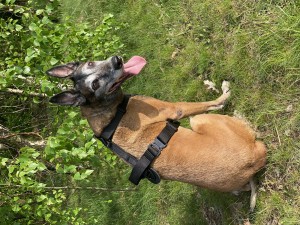 IMG_1582.jpeg